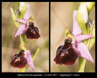 Ophrys-ferrum-equinum